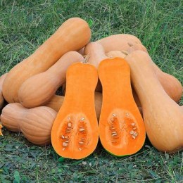 Баттернат семян тыквы (Anseme)