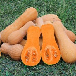 Баттернат семян тыквы (Anseme)