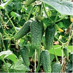 Надя F1 насіння огірка партенокарпічного (May Seeds)