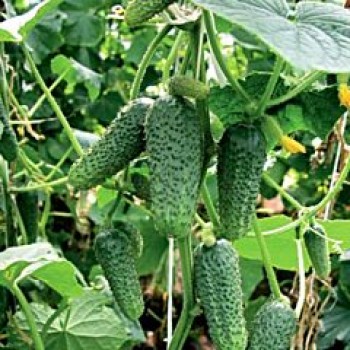 Надя F1 семена огурца партенокарпического (May Seeds)