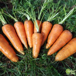 Фіона насіння моркви (Lark Seeds)