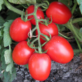 1015 F1 семена помидора детерминантного (Heinz/Lark Seeds)