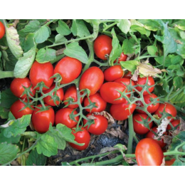 2206 F1 семена помидора детерминантного (Heinz/Lark Seeds)