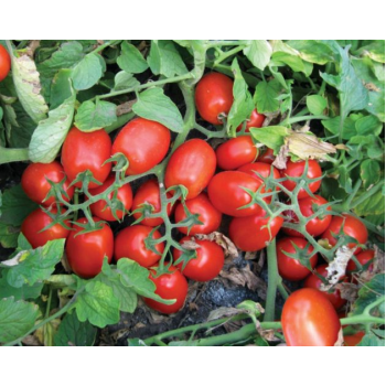 2206 F1 семена помидора детерминантного (Heinz/Lark Seeds)