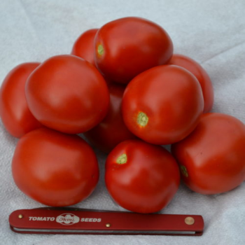 7204 F1 семена помидора детерминантного (Heinz/Lark Seeds)