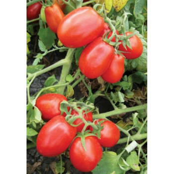 8504 F1 семена помидора детерминантного (Heinz/Lark Seeds)