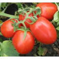 8504 F1 семена помидора детерминантного (Heinz/Lark Seeds)