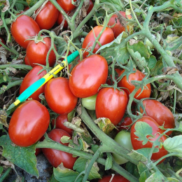 9661 F1 семена помидора детерминантного (Heinz/Lark Seeds)