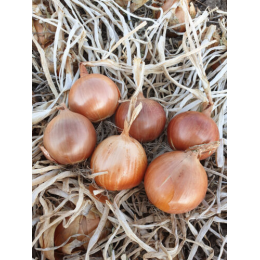 Імперіос F1 насіння цибулі ріпчастої жовтої (Lark Seeds)