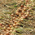 Империос F1 семян лука репчатого желтого (Lark Seeds)
