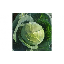 Акира F1 семена капусты белокочанной (Kitano Seeds)