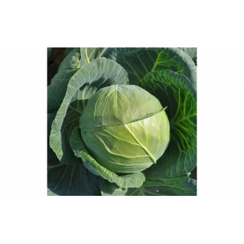 Акира F1 семена капусты белокочанной (Kitano Seeds)