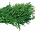 Амброзия семян укропа (Satimex) Амброзия семян укропа (Satimex)