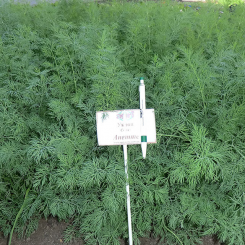 Анетте семян укропа (Agri Saaten)