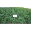 Анетте семян укропа (Agri Saaten) Анетте семян укропа (Agri Saaten)