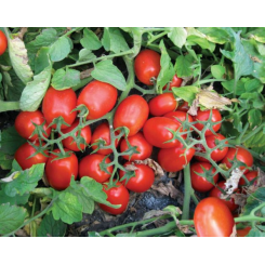 2206 F1 семена помидора детерминантного (Heinz/Lark Seeds)