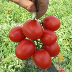 2280 F1 насіння помідора детермінантного (Lark Seeds)