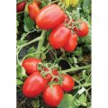 8504 F1 насіння помідора детермінантного (Heinz/Lark Seeds)