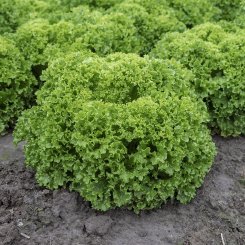 Ілема Organic насіння салату тип Лолло Біонда дражоване (Enza Zaden/Vitalis)