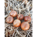 Імперіос F1 насіння цибулі ріпчастої жовтої (Lark Seeds)