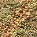 Імперіос F1 насіння цибулі ріпчастої жовтої (Lark Seeds)