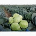Агрессор F1 семена капусты б/н среднепоздней 110-120 дней 3-5 кг окр. (Syngenta)