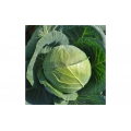 Акіра F1 насіння капусти білокачанної (Kitano Seeds)