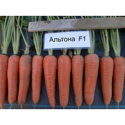 Альтона F1 (1610 F1) семена моркови (Agri Saaten)