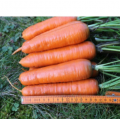 Альтона F1 (1610 F1) семена моркови (Agri Saaten)