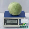 Аммон F1 семена капусты белокочанной (Seminis)