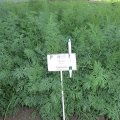 Анетте семян укропа (Agri Saaten)