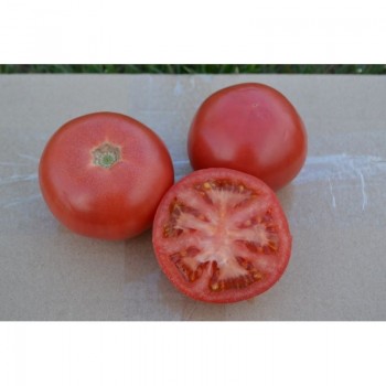 1810 F1 семена индетерминантного томата (Lark Seeds)