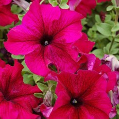 Адреналин Burgundy семена петунии крупноцветковой (Kitano Seeds)