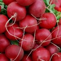 Алекс семян редис (Satimex)
