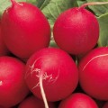 Алекс семян редис (Satimex)