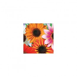 Амаретто F1 семена газонии (GL Seeds)