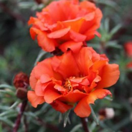 Амелия Flame семена портулака крупноцветкового (Kitano Seeds)