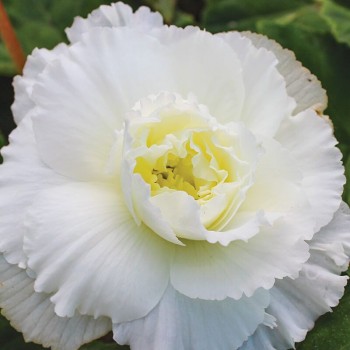 Амері Гібрид Рафлд F1 білий (Ruffled White) насіння бегонії бульбової (туберози) (Pan American)