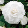 Амери Гибрид Рафлд F1 белый (Ruffled White) семена бегонии клубневой (туберозы) (Pan American)
