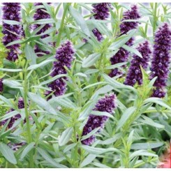 Аристократ семян иссопа (GL Seeds)