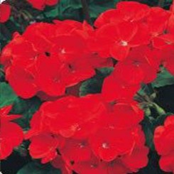 Аризона Velvet (бархатная) семена пеларгонии зональной (Kitano Seeds)