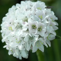 Армада белая (white) семян армерии (Syngenta)