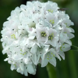 Армада белая (white) семян армерии (Syngenta)