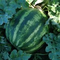 АУ Продюсер семян арбуза среднего (Innova Seeds)