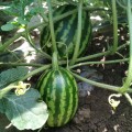 АУ Продюсер семян арбуза среднего (Innova Seeds)