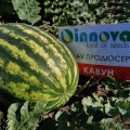 АУ Продюсер семян арбуза среднего (Innova Seeds)