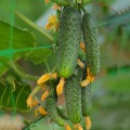 Азарт F1 семена огурца партенокарпического (Lucky Seed)