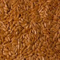Азарт F1 семена огурца партенокарпического (Lucky Seed)
