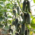 Азарт F1 семена огурца партенокарпического (Lucky Seed)
