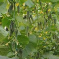 Азарт F1 семена огурца партенокарпического (Lucky Seed)